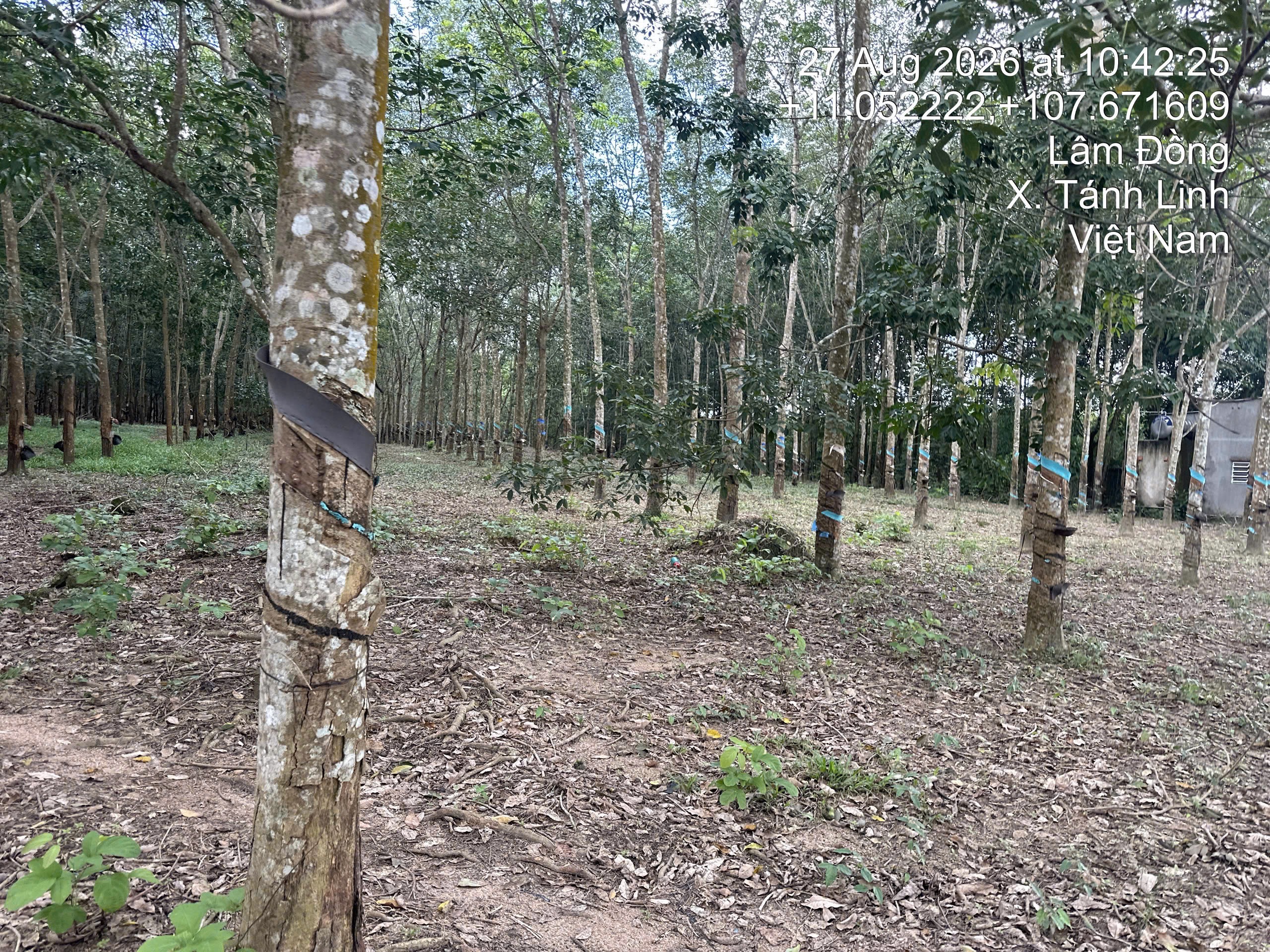 THUA 75 TANH LINH BINH THUAN -  2