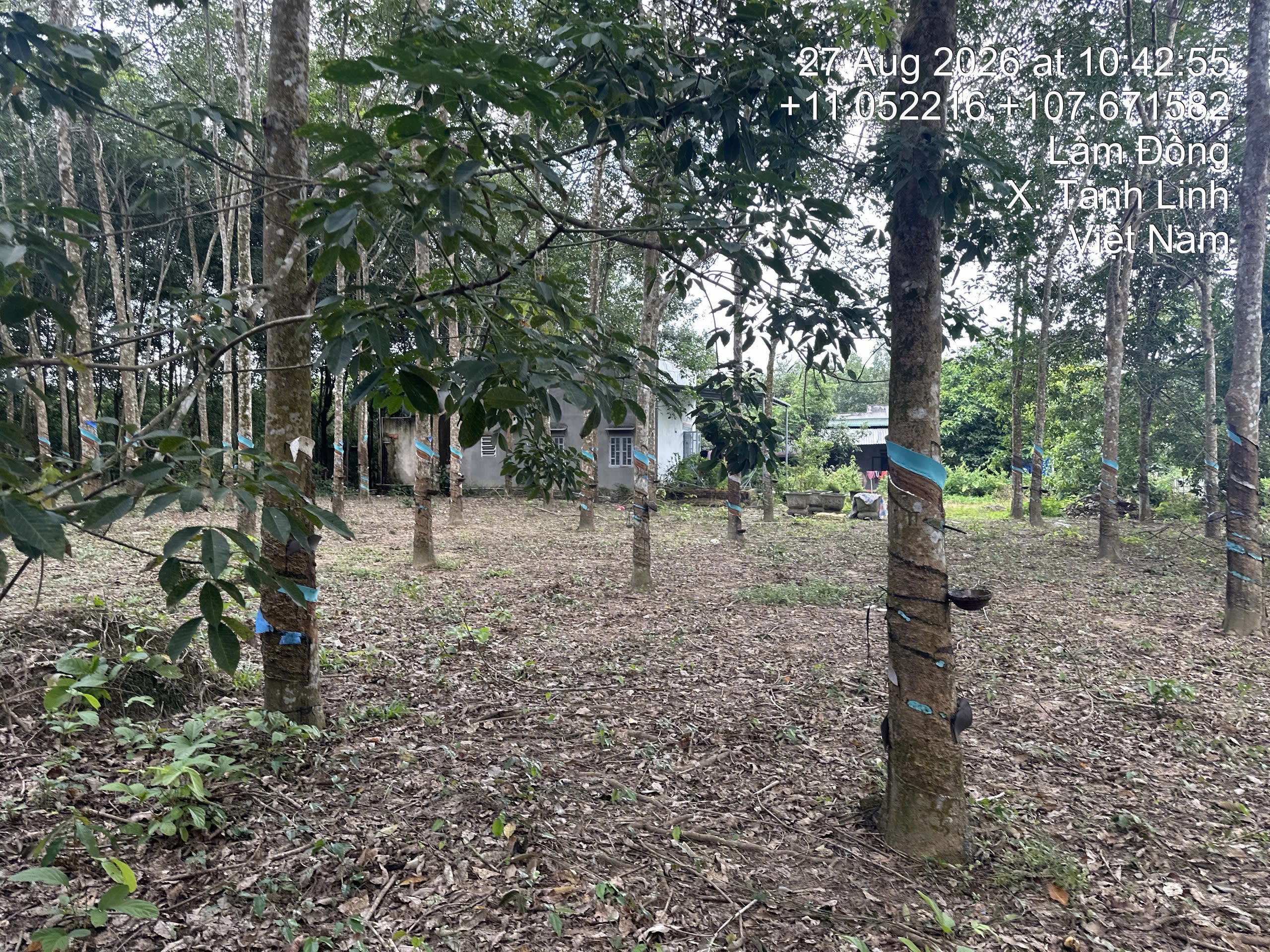 THUA 75 TANH LINH BINH THUAN - 3