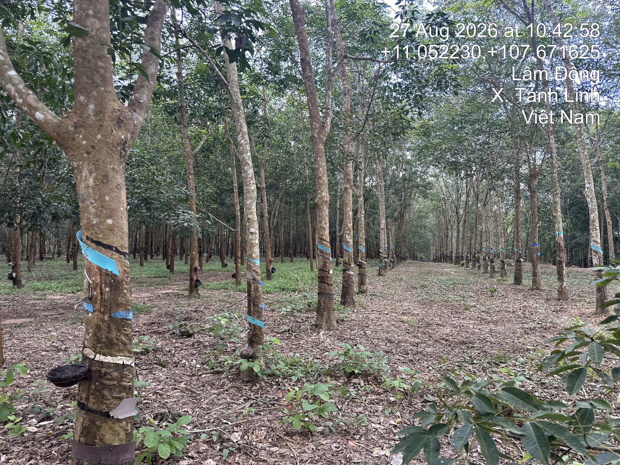 THUA 75 TANH LINH BINH THUAN -  4