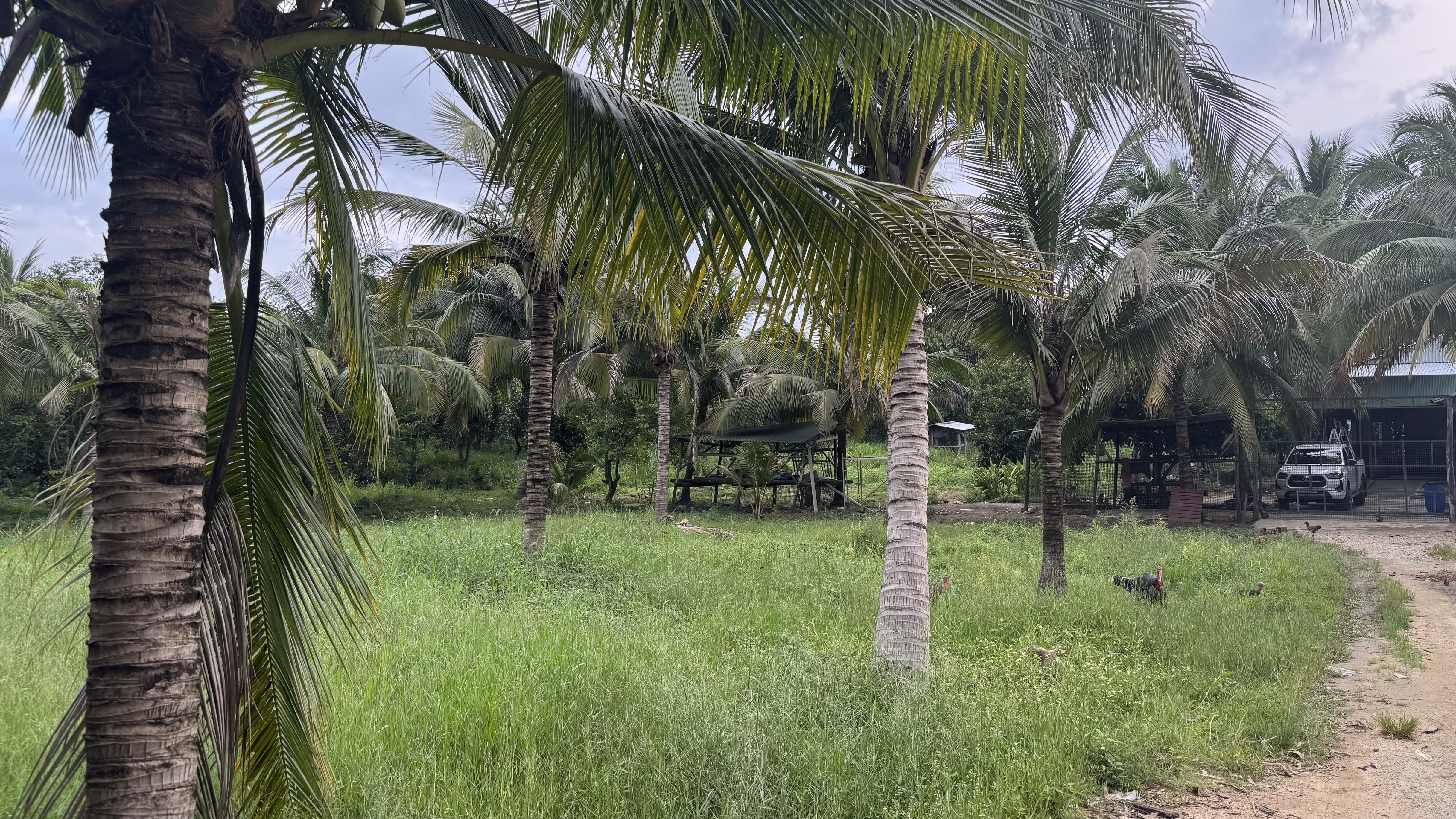 LAM SON -  2