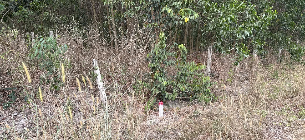 Bán bất động sản tại xã Long Nguyên, huyện Bàu Bàng, tỉnh Bình Dương (nay là phường Long Nguyên, Tp.HCM)