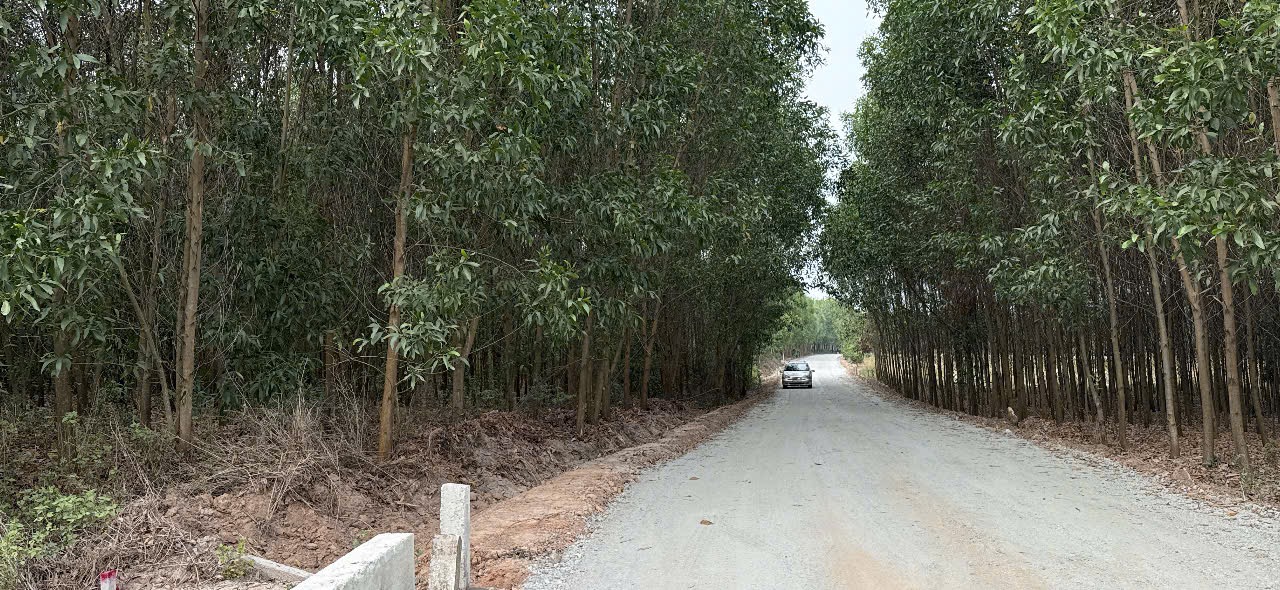 LONG NGUYEN - 6